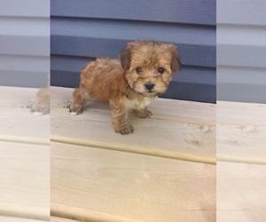 Morkie Puppy for sale in LAPEER, MI, USA