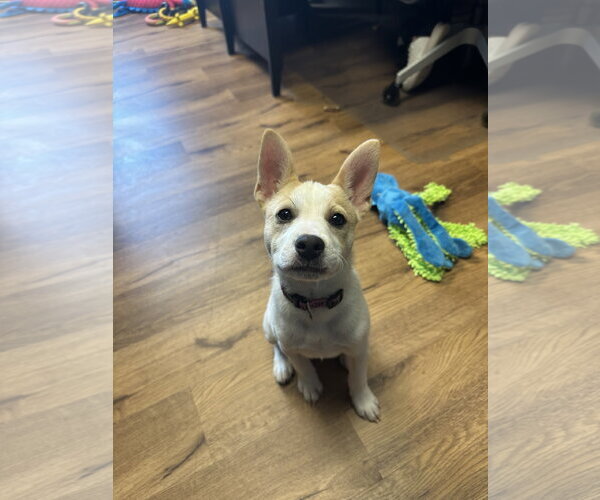 Medium Photo #2 Pomsky Puppy For Sale in Lancaster, PA, USA