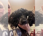 Small #2 Poodle (Miniature)
