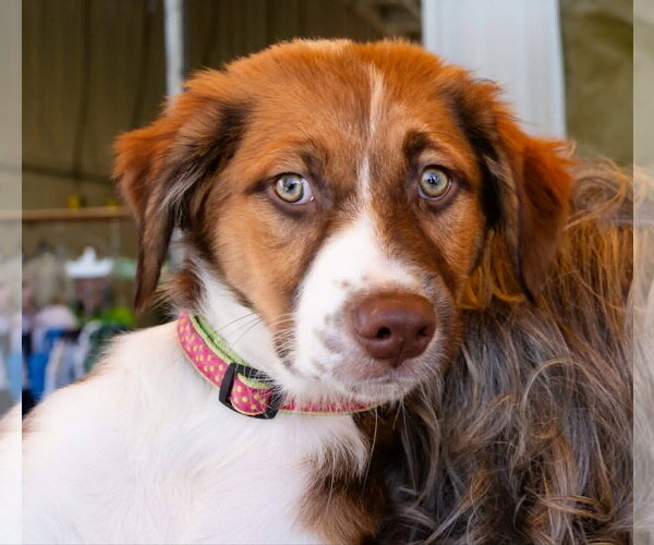 Medium Photo #2 Australian Shepherd Puppy For Sale in Blairsville, GA, USA