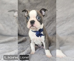Boston Terrier Puppy for sale in MINERAL WELLS, WV, USA
