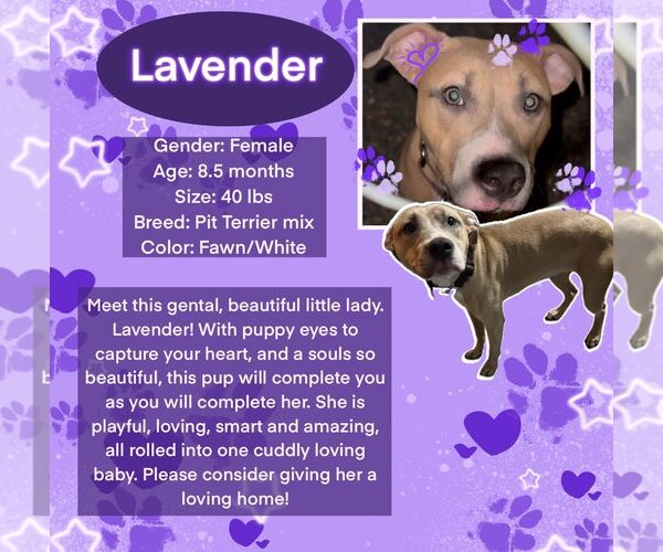 Medium Photo #1 American Pit Bull Terrier-Unknown Mix Puppy For Sale in Rancho Cordova, CA, USA