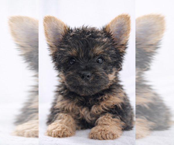 Medium Photo #2 Yorkshire Terrier Puppy For Sale in ATLANTA, GA, USA