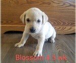 Puppy 5 Labrador Retriever