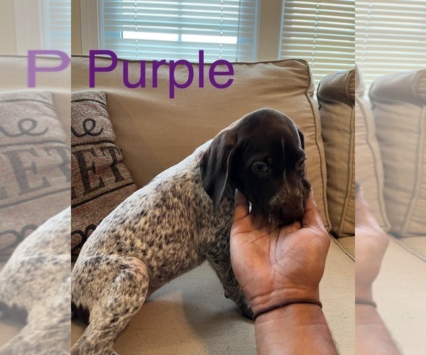 Medium Photo #7 German Shorthaired Pointer Puppy For Sale in CONWAY, SC, USA