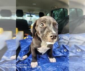 American Staffordshire Terrier-Unknown Mix Dogs for adoption in San Antonio, TX, USA