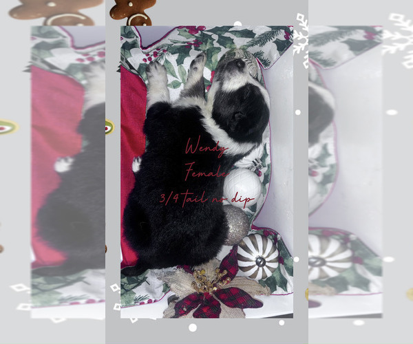 Medium Photo #4 Border-Aussie Puppy For Sale in ROY, UT, USA