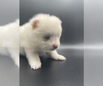 Small Photo #5 Pomeranian Puppy For Sale in ROCHESTER, NY, USA