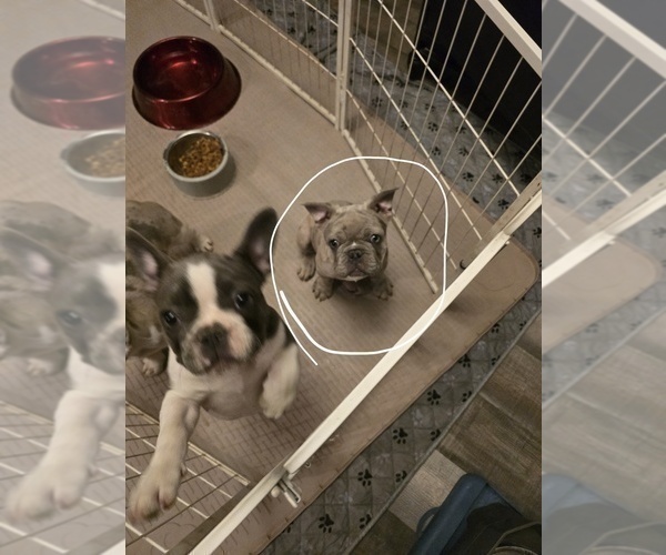 Medium Photo #8 French Bulldog Puppy For Sale in NAMPA, ID, USA