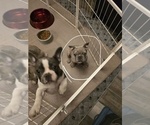 Small Photo #8 French Bulldog Puppy For Sale in NAMPA, ID, USA