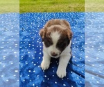 Small #4 Miniature American Shepherd