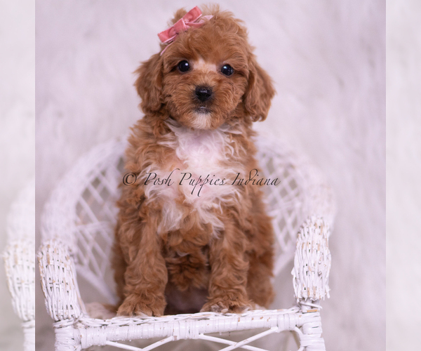 Medium Photo #1 Poodle (Toy) Puppy For Sale in WARSAW, IN, USA
