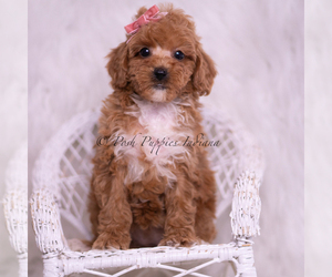 Medium Poodle (Toy)