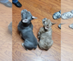 Small #4 French Bulldog