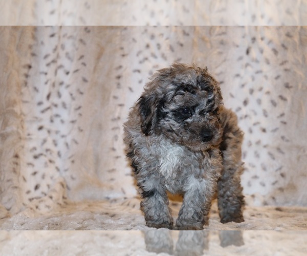 Medium Photo #10 Poodle (Toy) Puppy For Sale in DYERSBURG, TN, USA