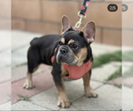Small Photo #1 French Bulldog Puppy For Sale in ANDERSONVILLE, TN, USA