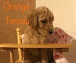 Small Photo #4 Poodle (Standard) Puppy For Sale in SOMERSET, KY, USA
