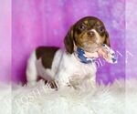 Small #1 Dachshund