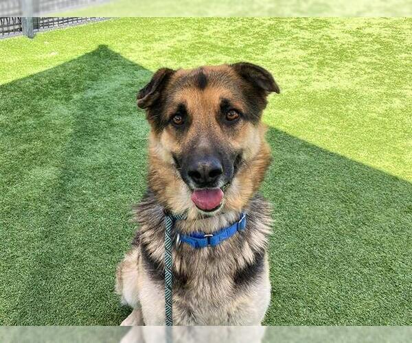 Medium Photo #3 German Shepherd Dog Puppy For Sale in Orange, CA, USA