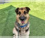 Small #2 German Shepherd Dog