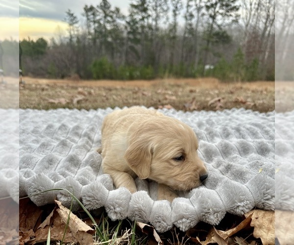 Medium Photo #7 Golden Retriever Puppy For Sale in CONCORD, VA, USA