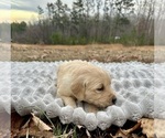 Small Photo #7 Golden Retriever Puppy For Sale in CONCORD, VA, USA
