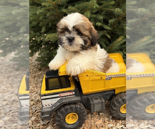 Medium Photo #1 Shih Tzu Puppy For Sale in MIDDLEBURY, IN, USA