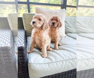 Poodle (Standard) Puppy for sale in OXFORD, GA, USA