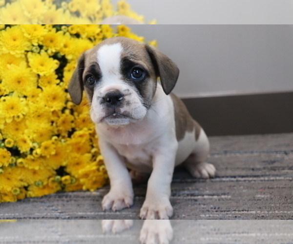 Medium Photo #3 Frengle Puppy For Sale in SHILOH, OH, USA