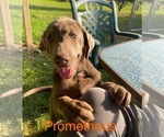 Puppy Prometheus Labrador Retriever