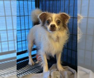 Chihuahua-Unknown Mix Dogs for adoption in Cranston, RI, USA