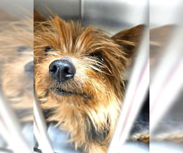Medium Photo #1 Mutt Puppy For Sale in Fallbrook, CA, USA