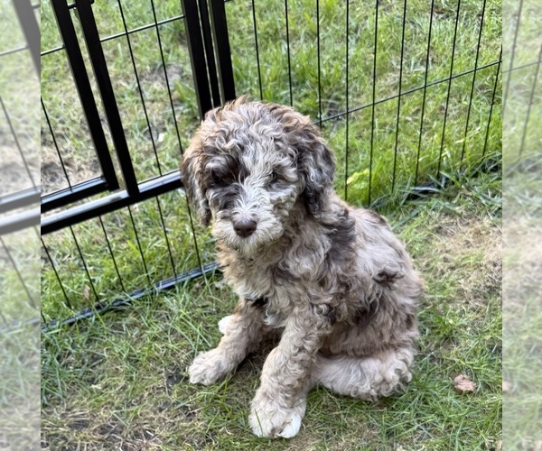 Medium Photo #6 Goldendoodle mix (+ Poodle Standard) Puppy For Sale in SOUTH BEND, IN, USA