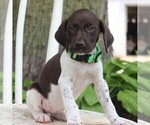 Small Photo #9 German Shorthaired Pointer Puppy For Sale in NARVON, PA, USA