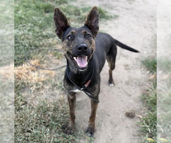 Medium Photo #1 Staffordshire Bull Terrier-Unknown Mix Puppy For Sale in Modesto, CA, USA