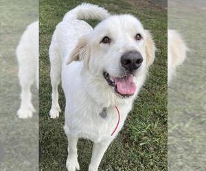 Great Pyrenees Dogs for adoption in Plano, TX, USA
