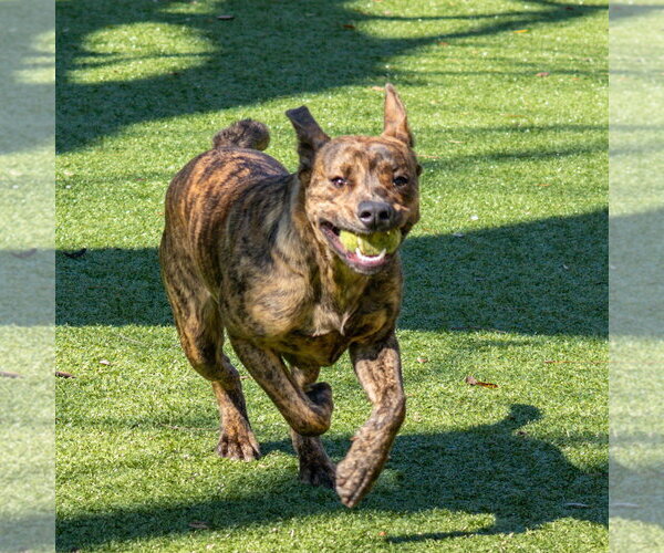 Medium Photo #2 Mutt Puppy For Sale in Hilton Head, SC, USA