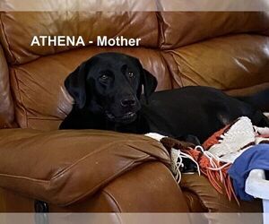 Mother of the Labrador Retriever puppies born on 03/11/2024