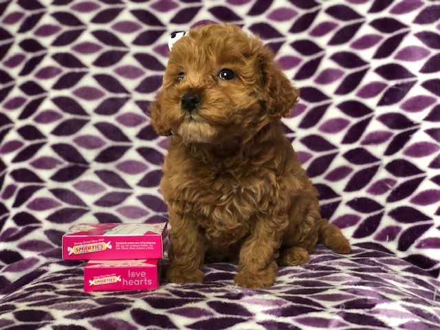 Medium Photo #6 Goldendoodle (Miniature) Puppy For Sale in CEDAR LANE, PA, USA