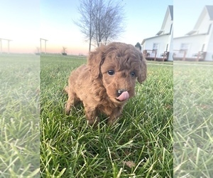 Goldendoodle (Miniature) Puppy for sale in ARCOLA, IL, USA