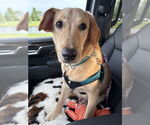Small #3 Retriever  Mix