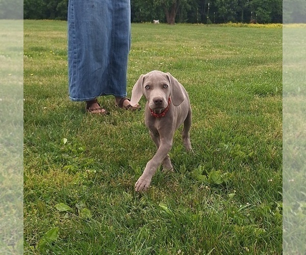 Medium Photo #12 Weimaraner Puppy For Sale in LEWISBURG, KY, USA