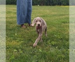 Small #2 Weimaraner