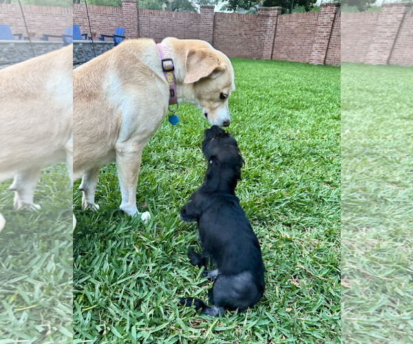 Medium Photo #3 Pembroke Welsh Corgi-Unknown Mix Puppy For Sale in Houston, TX, USA