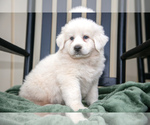 Puppy Grace Great Pyrenees