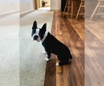 Small #1 Boston Terrier