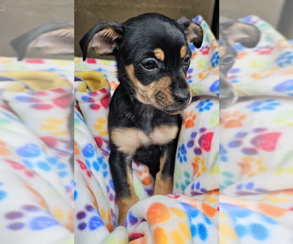 Medium Photo #2 Jack Chi Puppy For Sale in Olalla, WA, USA