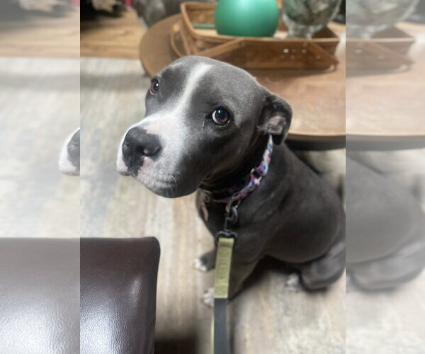 Medium Photo #8 Mutt Puppy For Sale in Mount Laurel, NJ, USA