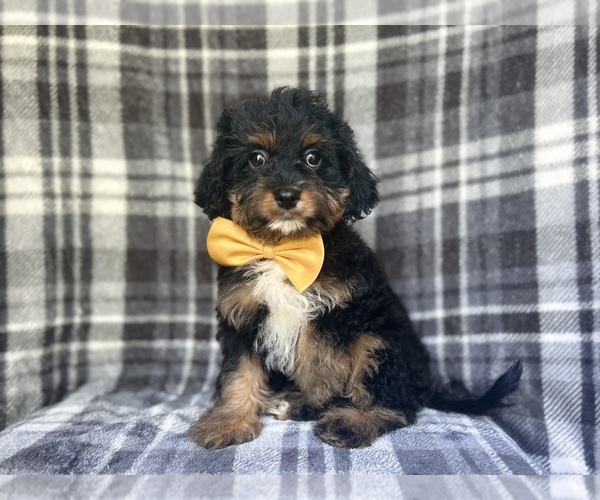 Medium Photo #3 Cavapoo Puppy For Sale in LAKELAND, FL, USA
