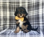 Small #2 Cavapoo